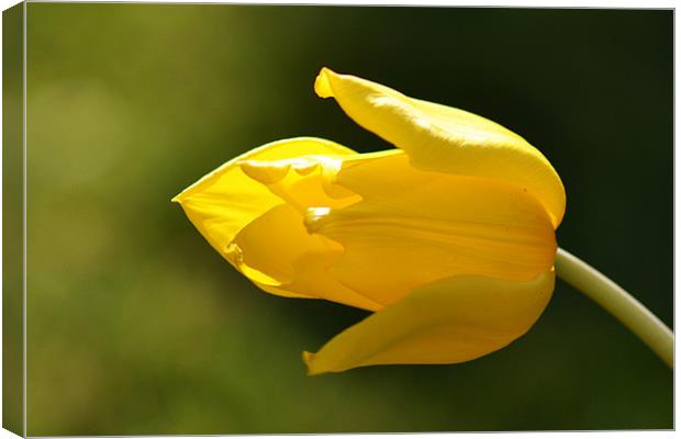 Yellow Tulip Canvas Print by Donna Collett