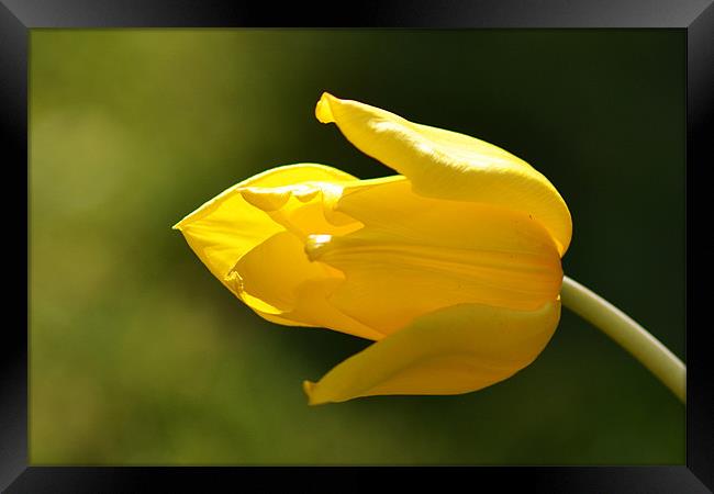 Yellow Tulip Framed Print by Donna Collett