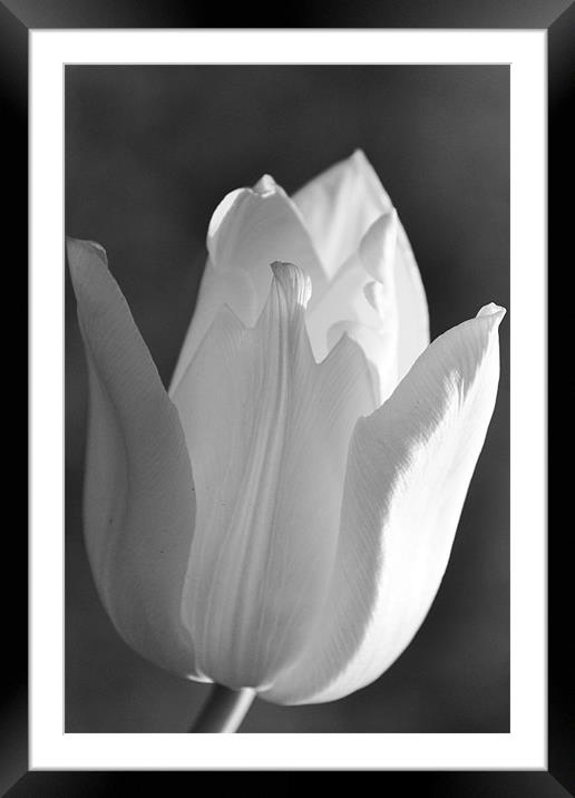 Black & White Tulip Framed Mounted Print by Donna Collett