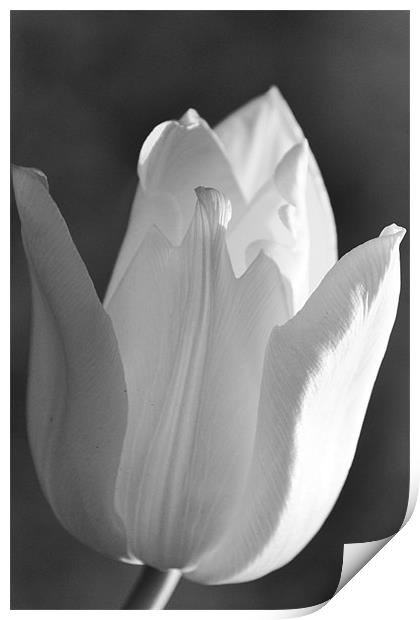 Black & White Tulip Print by Donna Collett