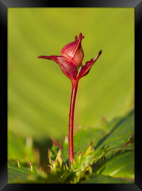 Nature's Dancer Framed Print by Jonathan Thirkell