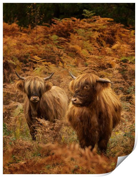 Highland Cow Print by Keith Thorburn EFIAP/b