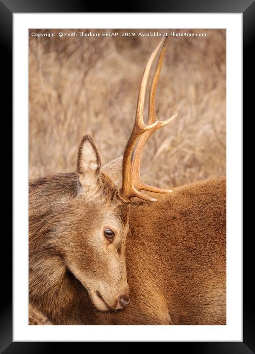 Deer Looking down Framed Mounted Print by Keith Thorburn EFIAP/b