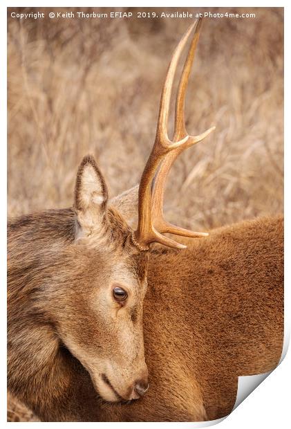 Deer Looking down Print by Keith Thorburn EFIAP/b