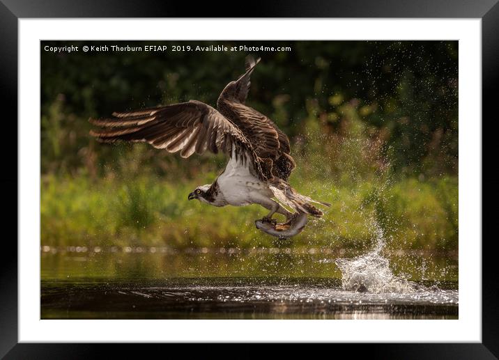 Osprey and Trout Framed Mounted Print by Keith Thorburn EFIAP/b