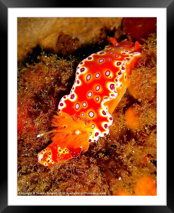 Bright Orange Nudibranch Framed Mounted Print by Serena Bowles