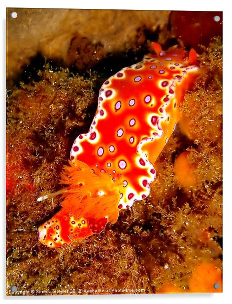 Bright Orange Nudibranch Acrylic by Serena Bowles