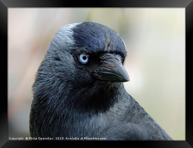 jackdaw Framed Print by Philip Openshaw