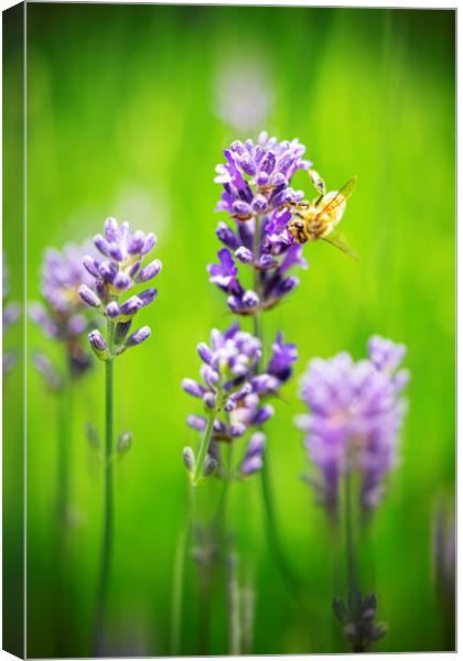 Honey bee landing on a blooming a purple lavender  Canvas Print by Ankor Light