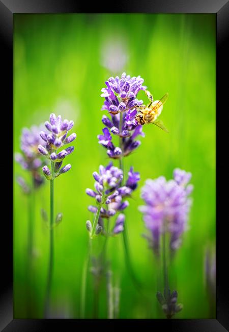 Honey bee landing on a blooming a purple lavender  Framed Print by Ankor Light
