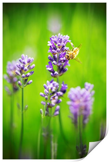 Honey bee landing on a blooming a purple lavender  Print by Ankor Light