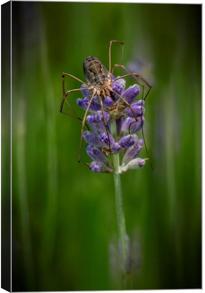Huge spider laying on a purple lavender flower Canvas Print by Ankor Light