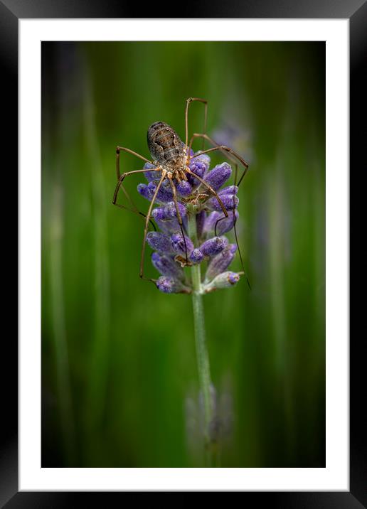 Huge spider laying on a purple lavender flower Framed Mounted Print by Ankor Light