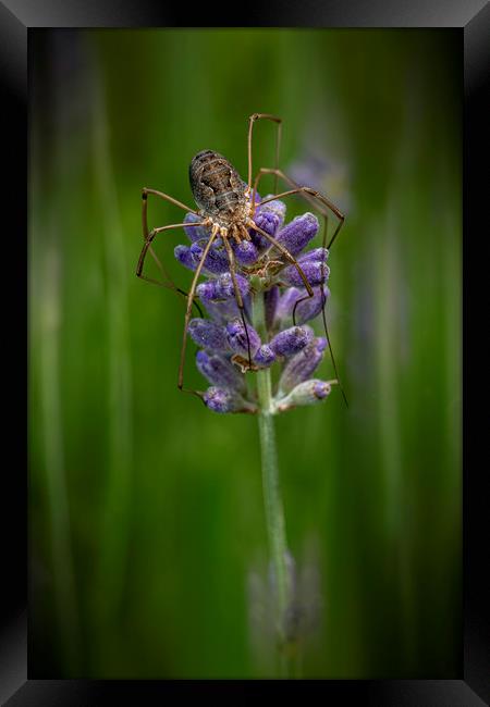 Huge spider laying on a purple lavender flower Framed Print by Ankor Light