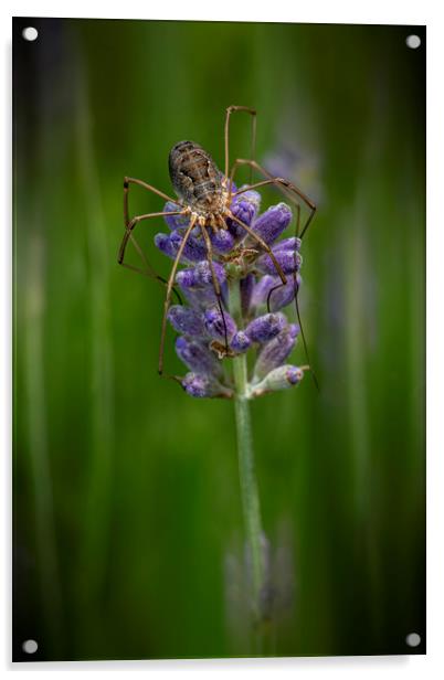Huge spider laying on a purple lavender flower Acrylic by Ankor Light
