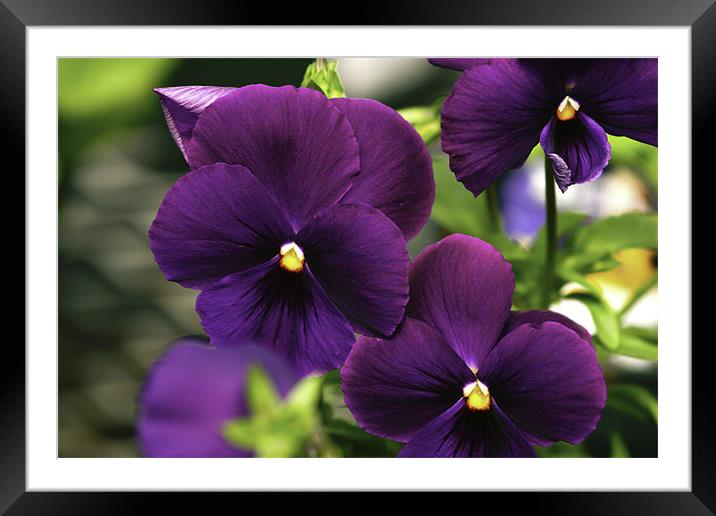 Purple Explosion Framed Mounted Print by John Holloway