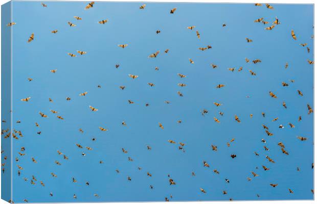 Bats! Canvas Print by Perry Johnson