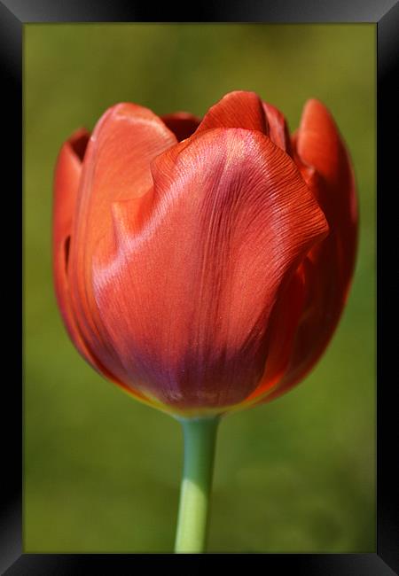 Red Tulip Framed Print by Donna Collett