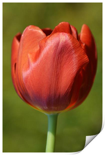 Red Tulip Print by Donna Collett