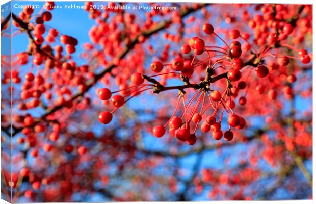 Red Berries, Blue Sky Canvas Print by Taina Sohlman