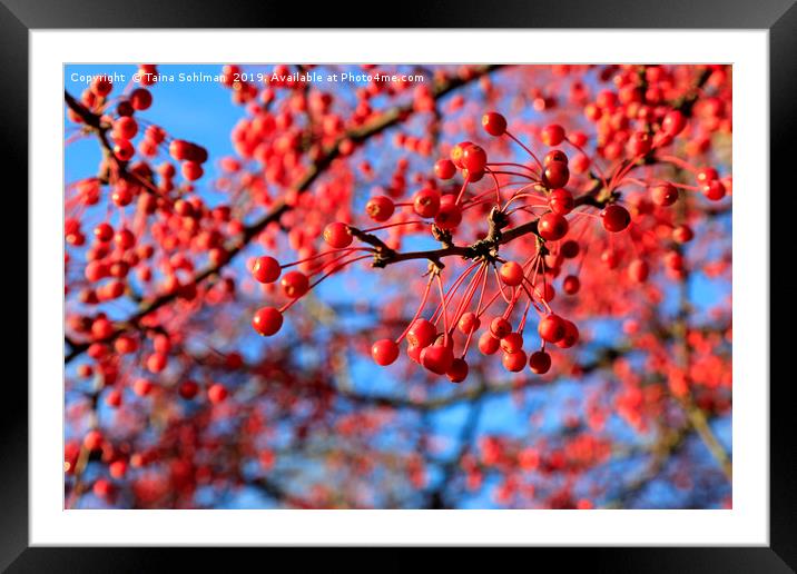 Red Berries, Blue Sky Framed Mounted Print by Taina Sohlman