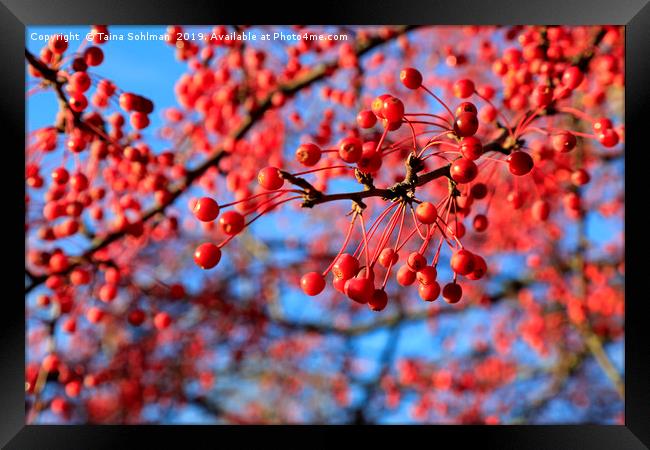 Red Berries, Blue Sky Framed Print by Taina Sohlman