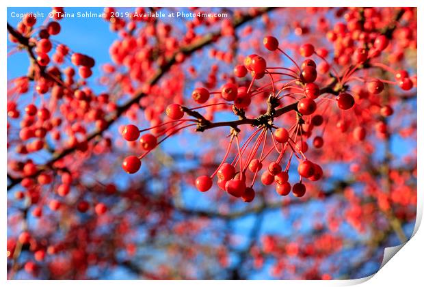 Red Berries, Blue Sky Print by Taina Sohlman