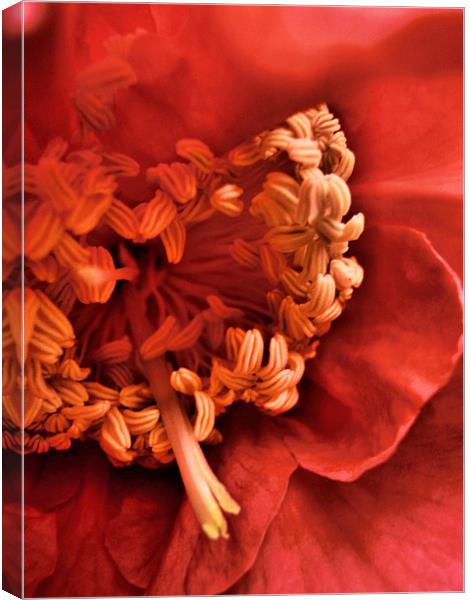 red camelia Canvas Print by Heather Newton