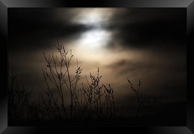 Mysterious Night Framed Print by Donna Collett