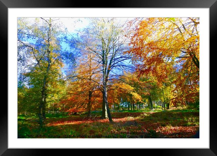  Beautiful Autumn Framed Mounted Print by Tony Williams. Photography email tony-williams53@sky.com