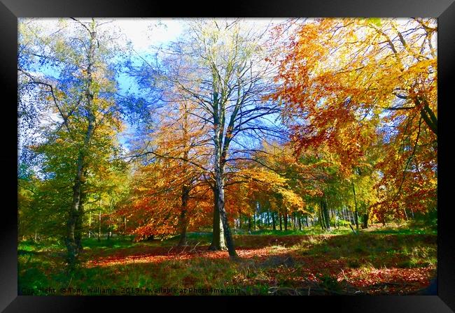  Beautiful Autumn Framed Print by Tony Williams. Photography email tony-williams53@sky.com