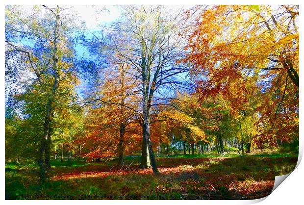 Beautiful Autumn Print by Tony Williams. Photography email tony-williams53@sky.com