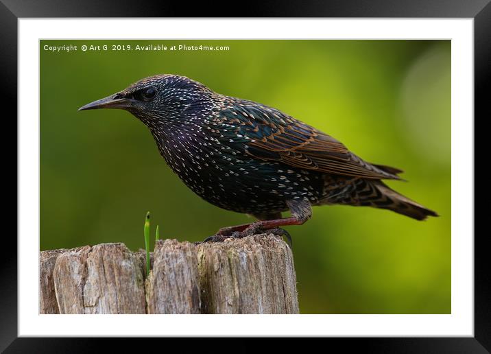 Starling at Denny Wood Framed Mounted Print by Art G