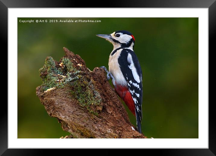 New Forest Woodpecker Framed Mounted Print by Art G