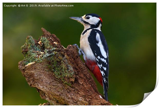 New Forest Woodpecker Print by Art G