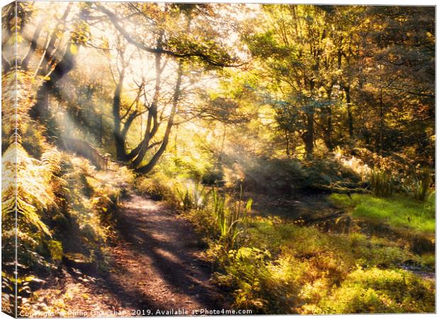 sunlight shining though golden autumn trees in nut Canvas Print by Philip Openshaw