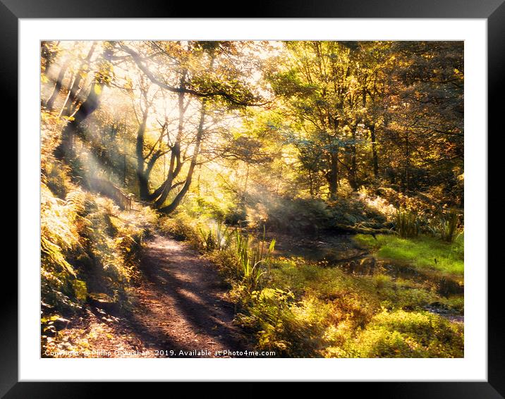 sunlight shining though golden autumn trees in nut Framed Mounted Print by Philip Openshaw