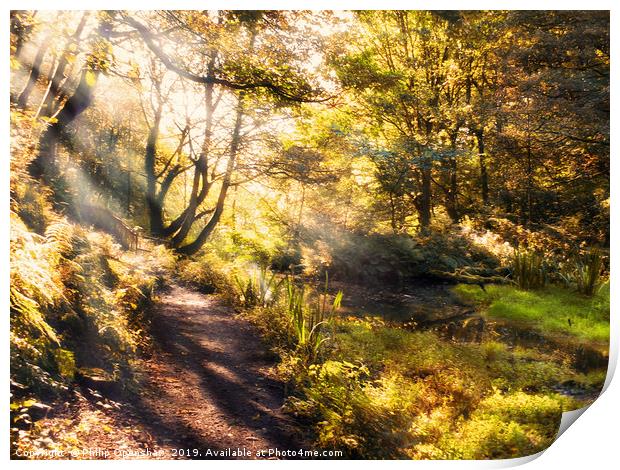 sunlight shining though golden autumn trees in nut Print by Philip Openshaw