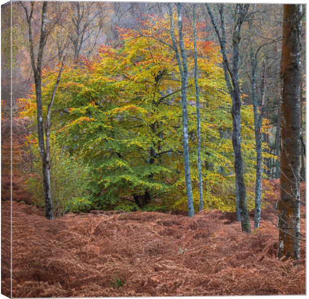 Colours in the woods of Perthshire Canvas Print by George Robertson