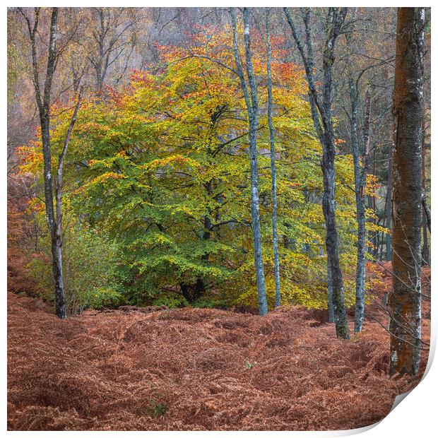 Colours in the woods of Perthshire Print by George Robertson