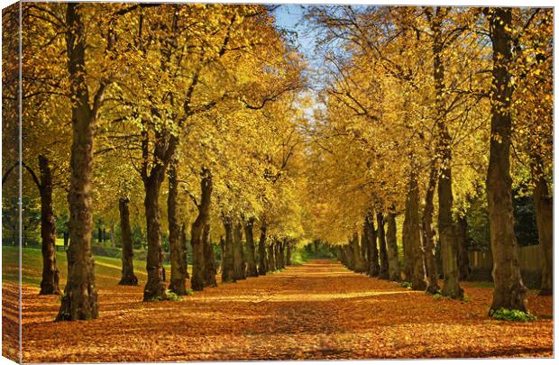 Avenue of Gold                      Canvas Print by Darren Galpin