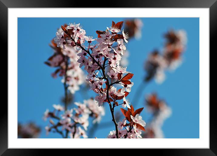 Cherry Blossum Framed Mounted Print by Donna Collett