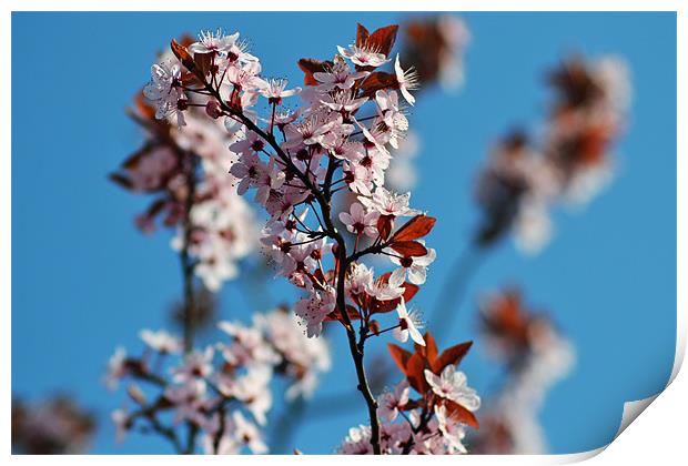 Cherry Blossum Print by Donna Collett