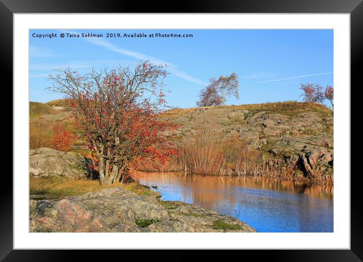 Autumnal Landscape with Rowan Tree Framed Mounted Print by Taina Sohlman