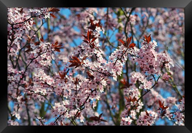 Cherry Blossum Tree Framed Print by Donna Collett