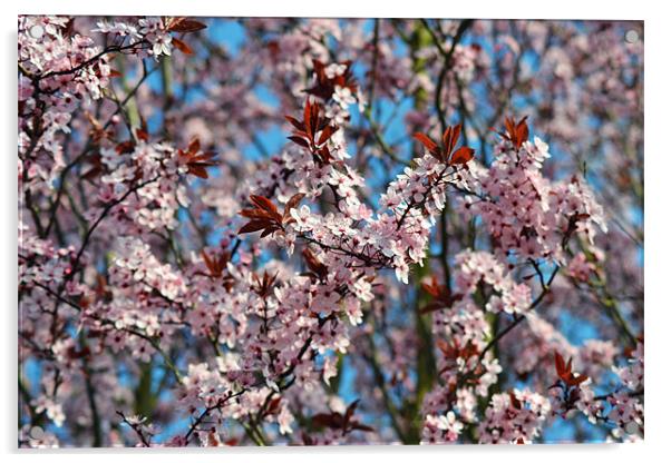 Cherry Blossum Tree Acrylic by Donna Collett