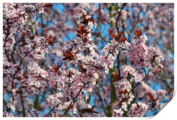Cherry Blossum Tree Print by Donna Collett