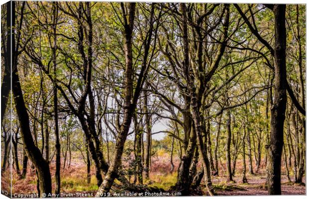 Autumn Woods Canvas Print by Amy Irwin-Steens