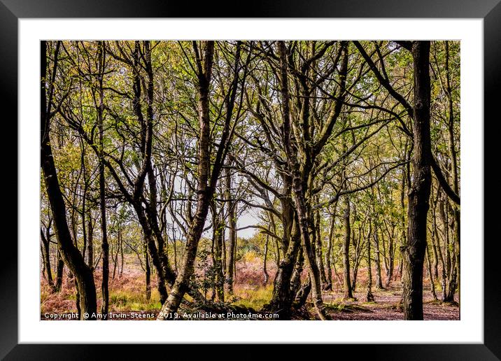 Autumn Woods Framed Mounted Print by Amy Irwin-Steens