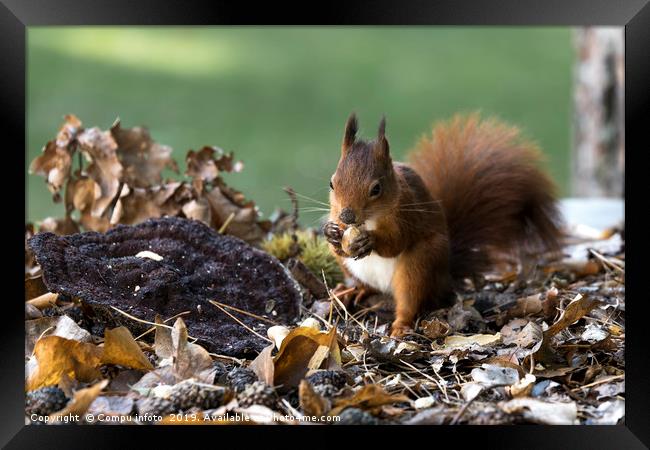 red squirrel in the garden Framed Print by Chris Willemsen